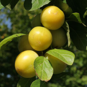 Prunus 'Reine-Claude d'Oullin's'