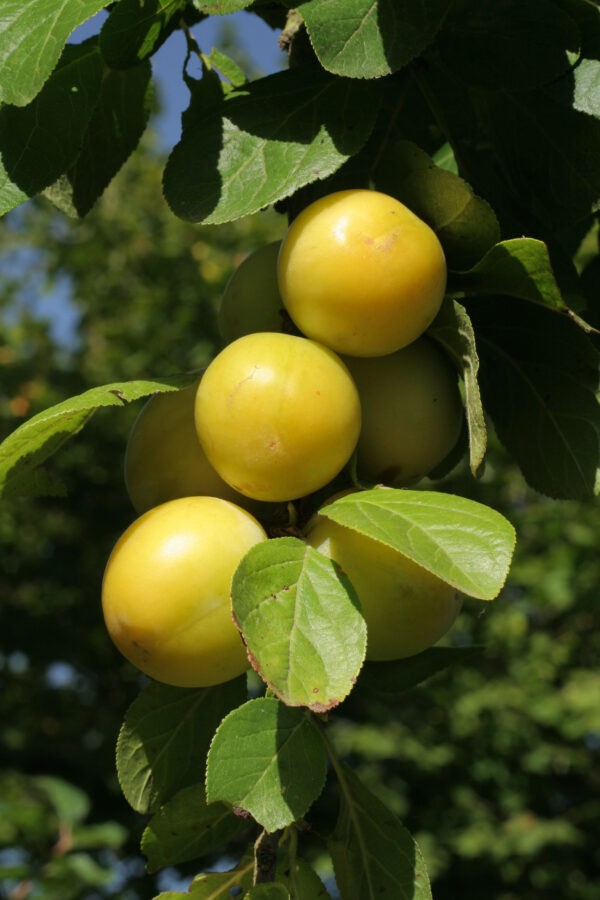 Prunus 'Reine-Claude d'Oullin's'