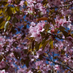 Prunus 'spire'