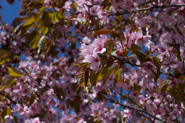 Prunus 'spire'