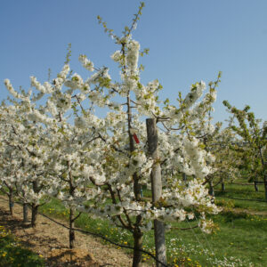 Prunus avium 'regina'