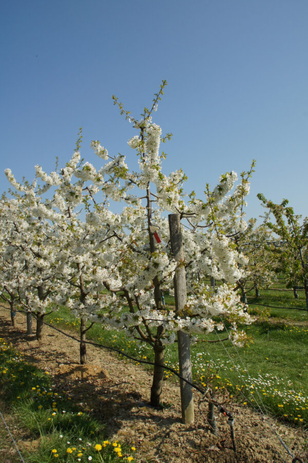 Prunus avium 'regina'
