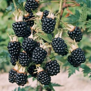 Rubus Frut 'Thornfree Evergreen'
