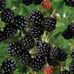 Rubus Frut. 'Thornfree'