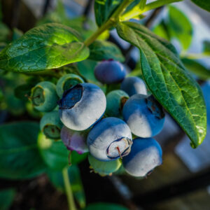 Vaccinium 'Blue Crop'