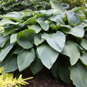 Hosta Shadowland Empress Wu