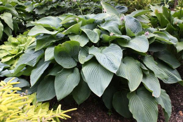 Hosta Shadowland Empress Wu