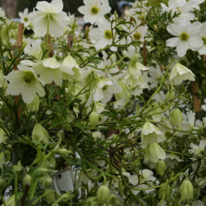 Clematis 'early sensation'