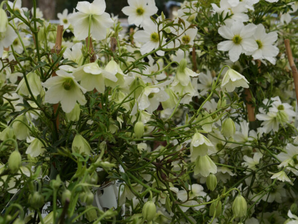 Clematis 'early sensation'