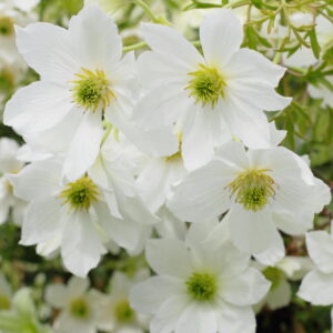 Clematis 'Joe'
