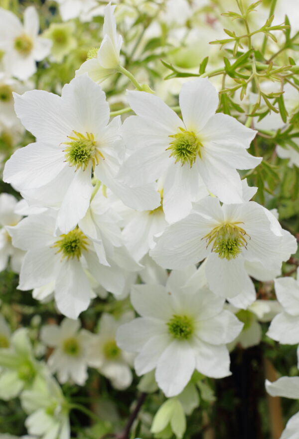 Clematis 'Joe'