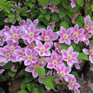 Clematis Piilu