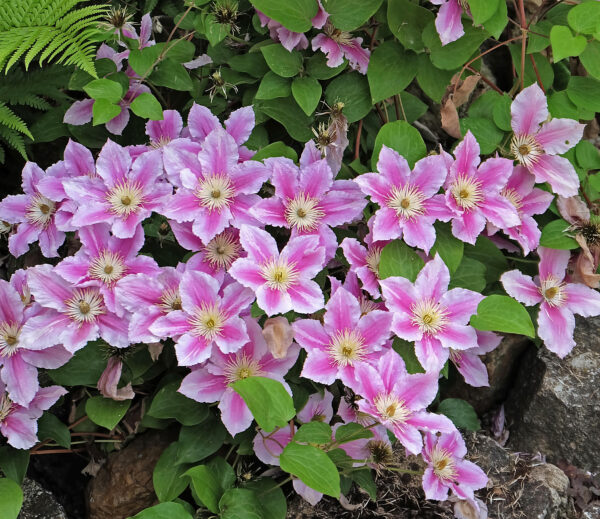 Clematis Piilu