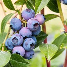 Vaccinium 'Blue Gold'