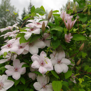 Clematis 'Jan Pawel II'