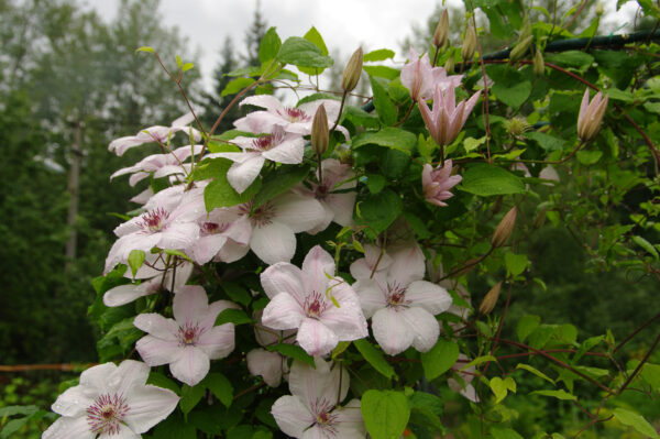 Clematis 'Jan Pawel II'