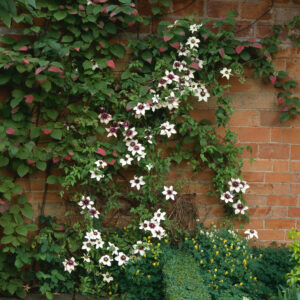 Clematis 'Hybrida Sieboldii'