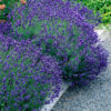Lavender angustifolia Hidcote - 2L