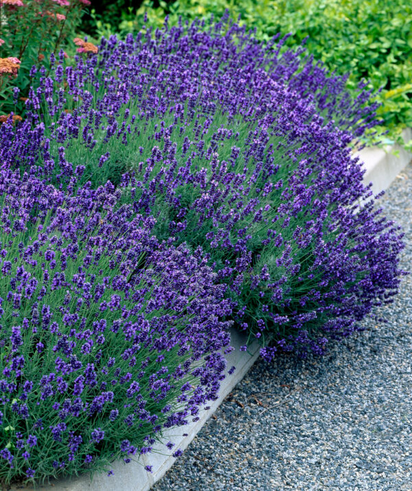 Lavender angustifolia Hidcote