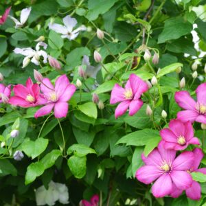 Clematis 'Ville de Lyon'