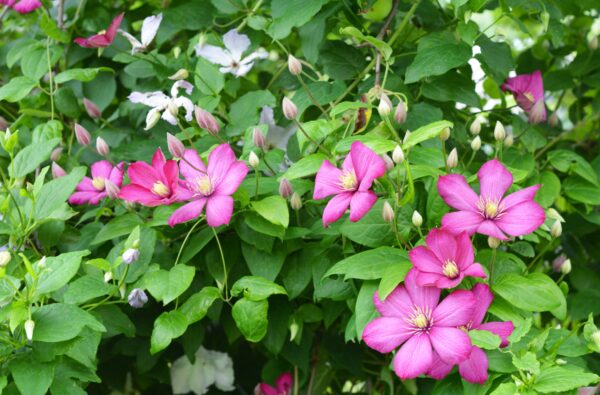 Clematis 'Ville de Lyon'