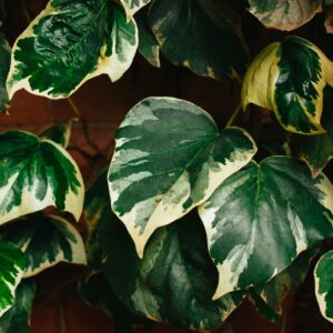 Hedera 'Gloire de Marengo'