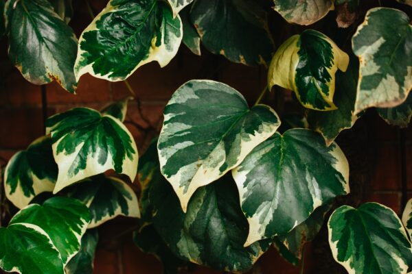 Hedera 'Gloire de Marengo'
