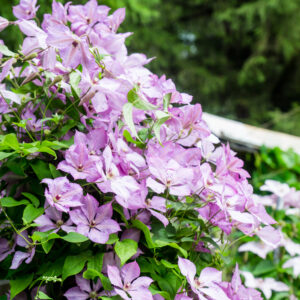 Clematis 'Margaret Hunt'