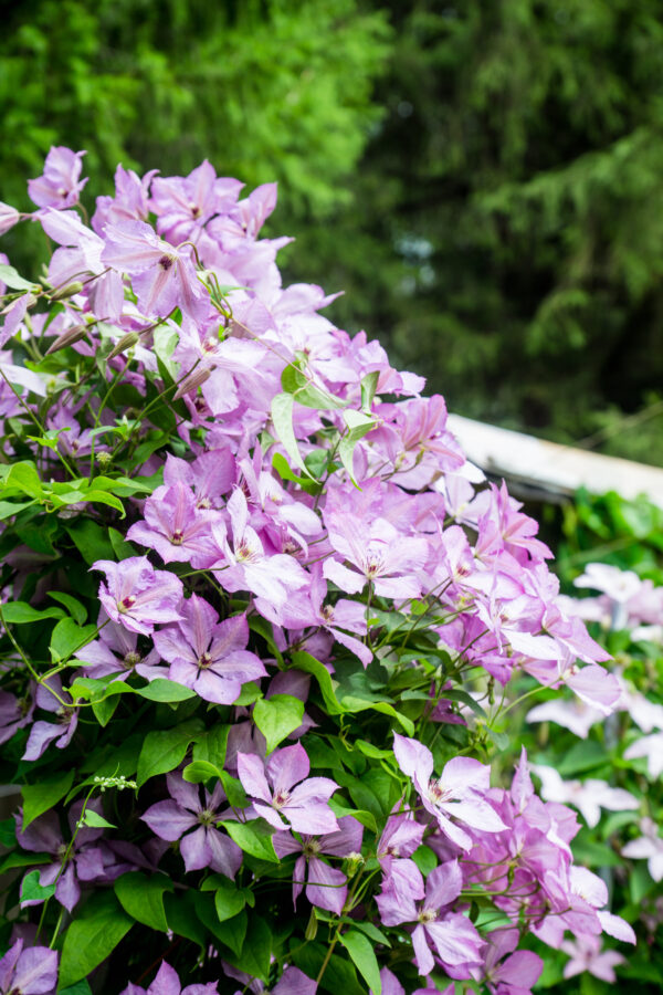 Clematis 'Margaret Hunt'
