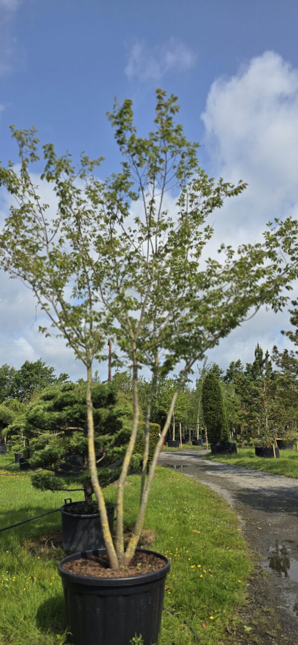 Zelkova serrata Multistem - Image 2