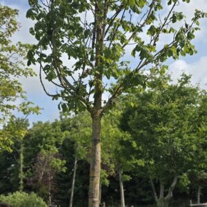 Aesculus hippoc. 'baumanni'