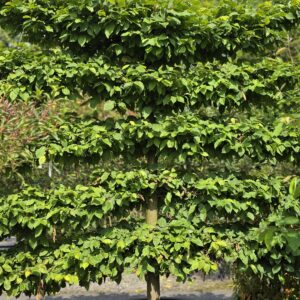 Carpinus 'betulus' Mature 5 Branch Espalier