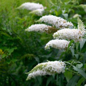 Buddleja 'white bouquet'