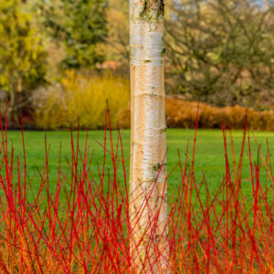 Cornus sanguinea 'Midwinter Fire'
