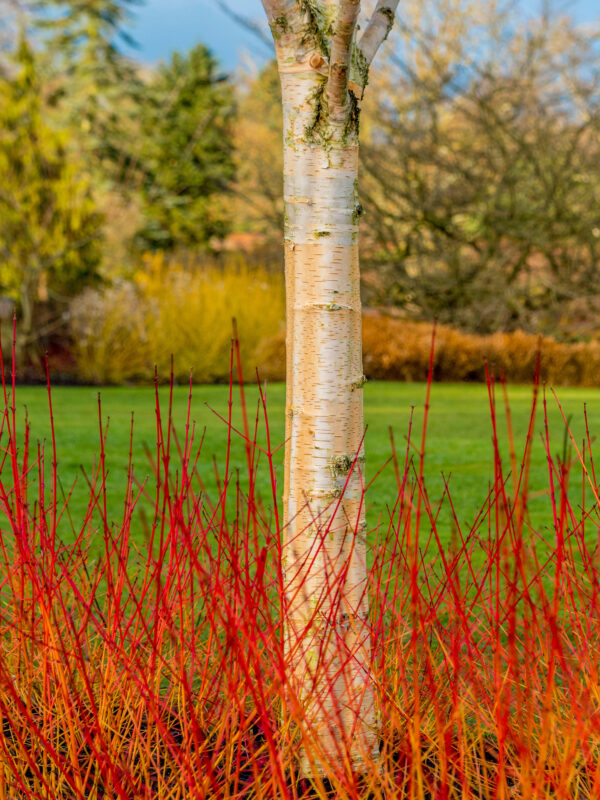 Cornus sanguinea 'Midwinter Fire'