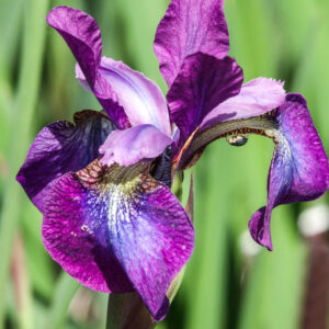 Iris siberica 'Chilled Wine'