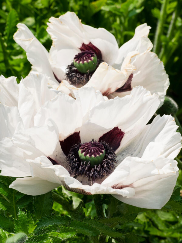 Papaver 'royal wedding'