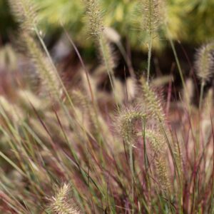 pennisetum burgundy bunny
