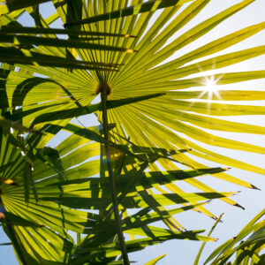 Trachycarpus 'Nova'