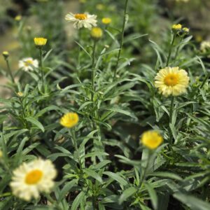 Leucanthemum 'Sweet Daisy Izabel'