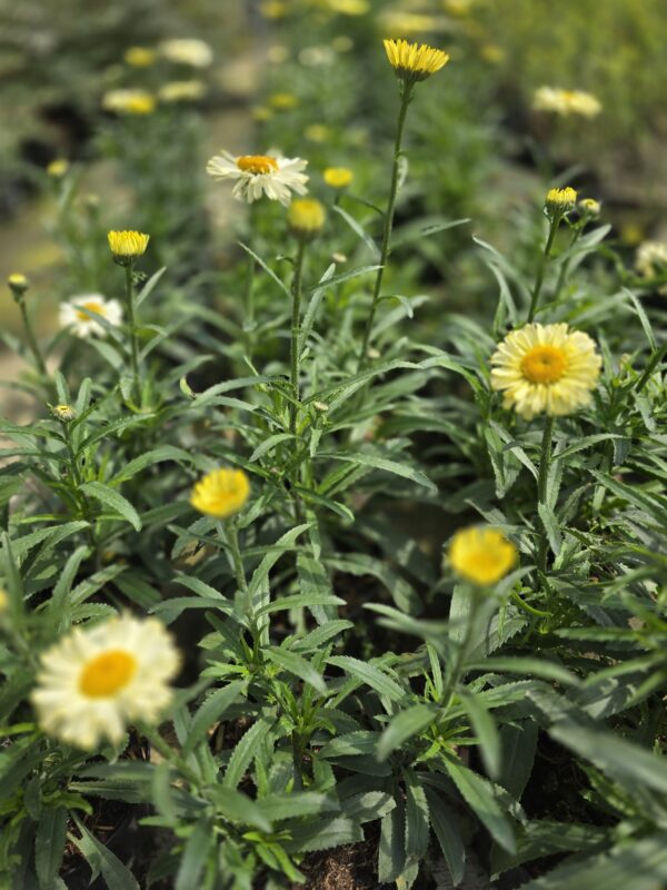 Leucanthemum 'Sweet Daisy Izabel'