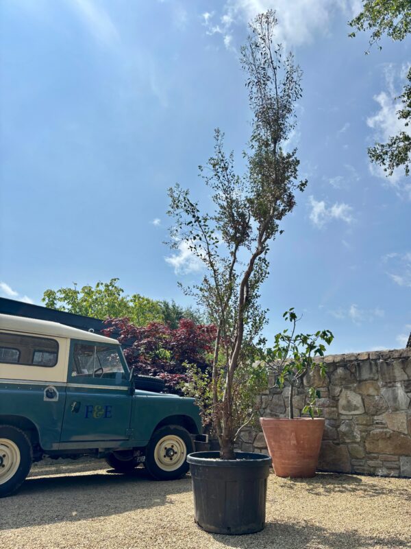 Eucalyptus gunnii Specimen Tree