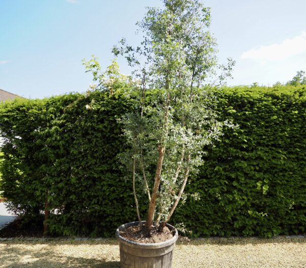 Eucalyptus gunnii Specimen Tree - Image 2
