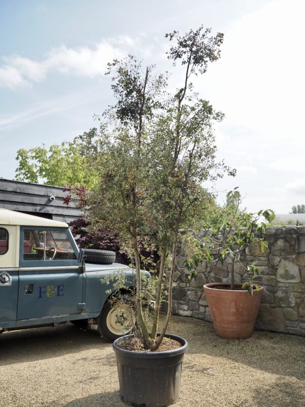 Eucalyptus gunnii Specimen Tree - Image 3