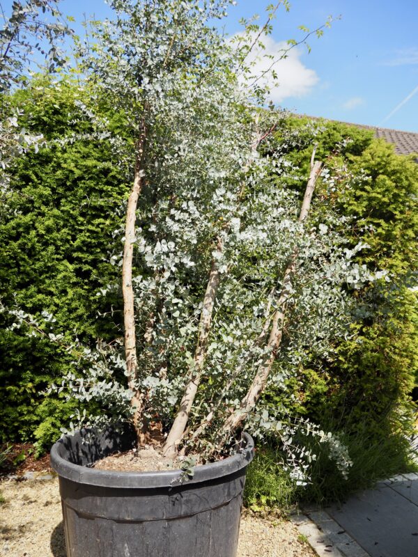 Eucalyptus gunnii Specimen Tree - Image 4
