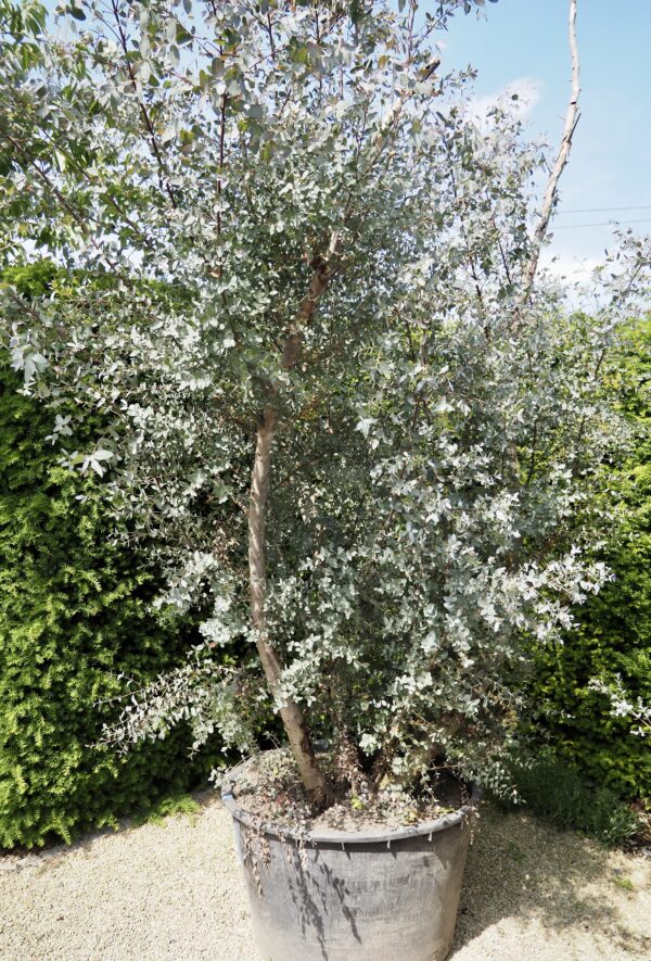 Eucalyptus gunnii Specimen Tree - Image 5