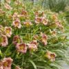 Hemerocallis Everydaylilly Rose - 5Lt
