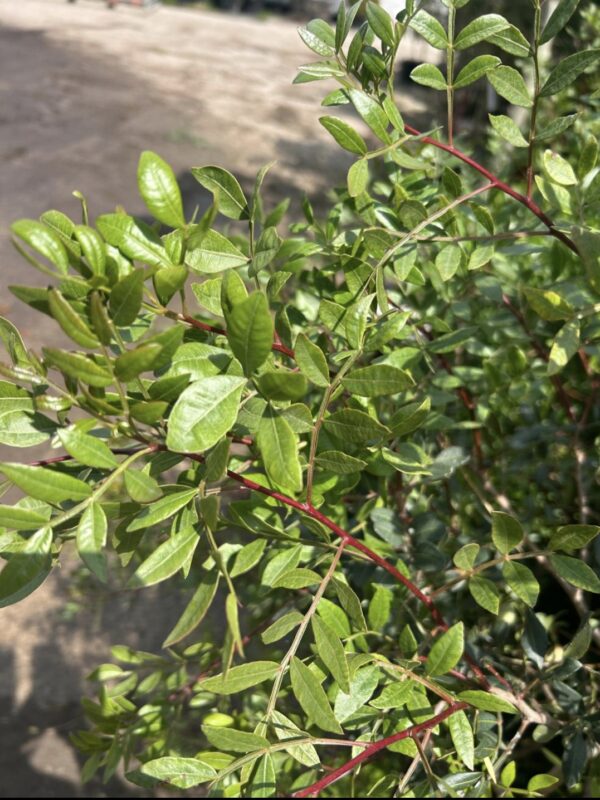 Pistacia Lentiscus
