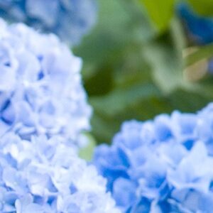 Hydrangea Colourant