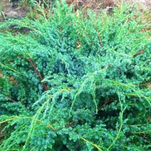 Juniperus chinensis 'blue alps'